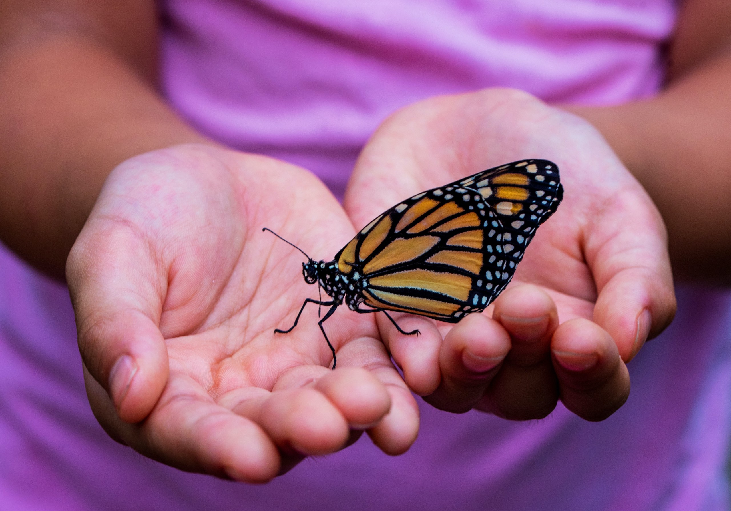 Foto Hände mit Schmetterling